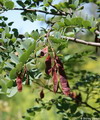 اقاقیای توپی(پیوندی)